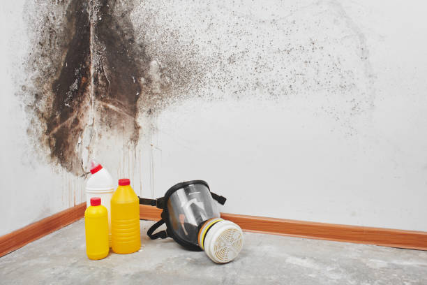 Best Toxic Mold Removal  in Cridersville, OH