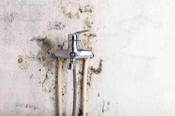 Best Certified Mold Removal  in Cridersville, OH