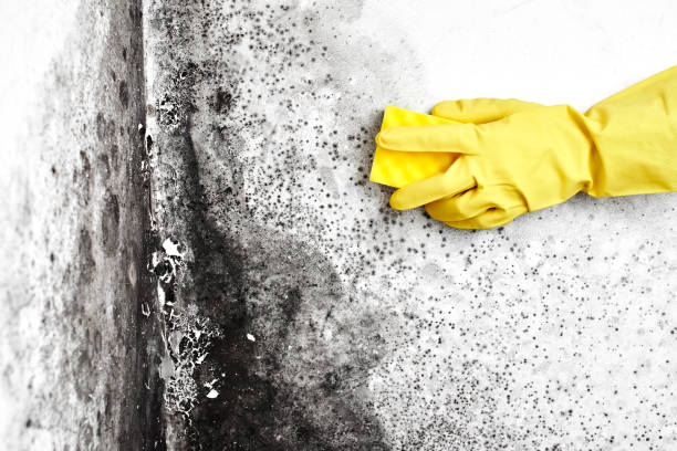Best Local Mold Removal Service  in Cridersville, OH