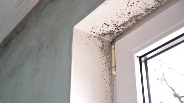 Attic Mold Removal in Cridersville, OH