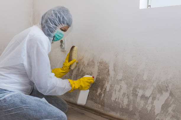 Mold Testing and Removal in Cridersville, OH