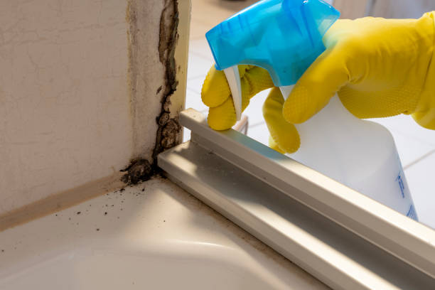 Best Attic Mold Removal  in Cridersville, OH