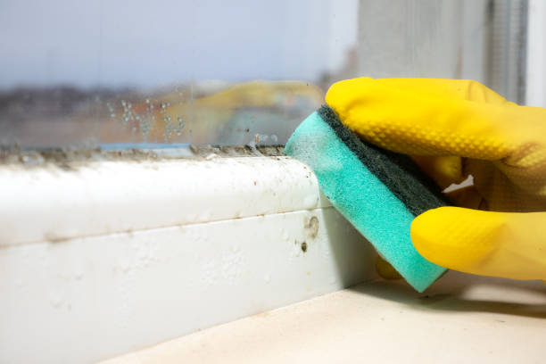 Best Affordable Mold Removal  in Cridersville, OH