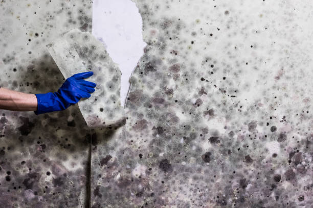 Reliable Cridersville, OH Mold Removal Solutions