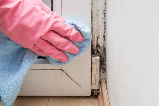 Best Home Mold Removal  in Cridersville, OH
